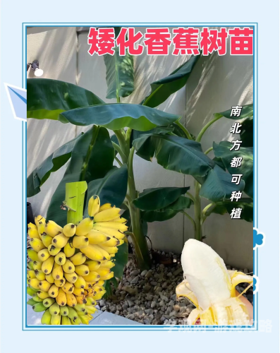 香蕉产业新篇章，91香蕉人人澡的探索与展望香蕉人蕉言