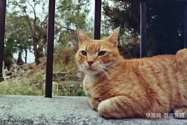 欧美91精品影视网，引领影视新风尚99 lives cats in history,legend and literature